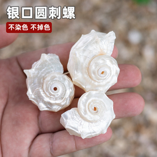 天然海螺贝壳银口圆刺螺卷贝鱼寄居蟹替换壳鱼缸造景摆件手工diy