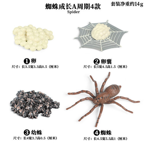 跨境仿真蜘蛛成长周期儿童教具蜈