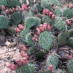 山采野货仙人掌黄花红果剌多现采食用药用观赏