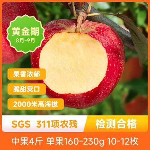 甘肃加力苹果果香浓郁果肉脆嫩酸甜多汁新鲜应季现摘现发产地直发