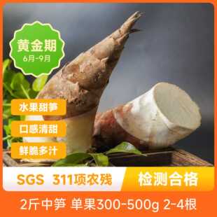 云南普洱水果甜龙笋生食甜笋口感清甜鲜脆多汁清爽甘甜新鲜应季