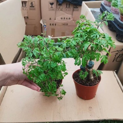 水陆缸福禄桐造景常用素材