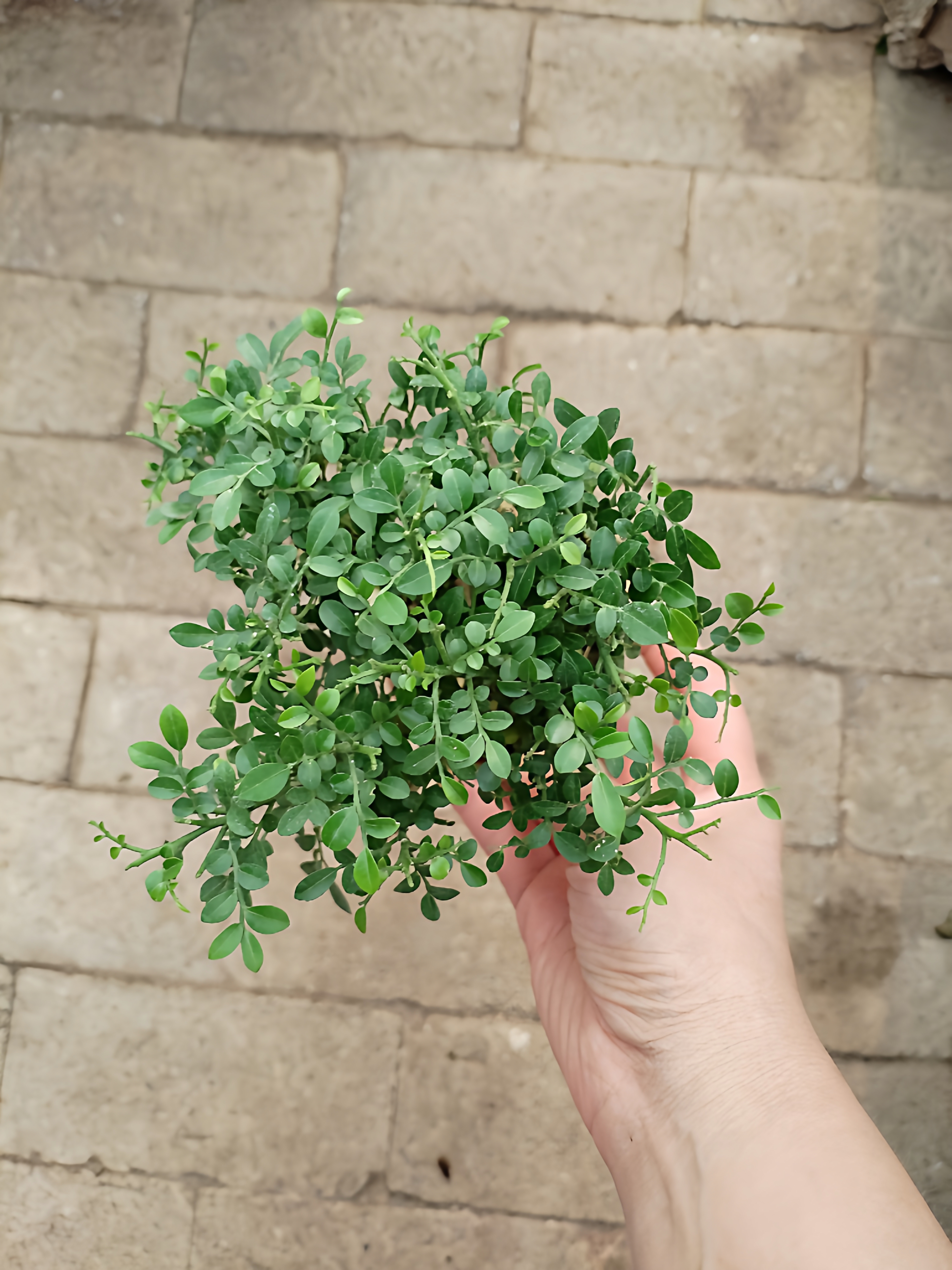 细叶九里香达摩微景观素材小叶木本微植物瓶罐喜湿闷养