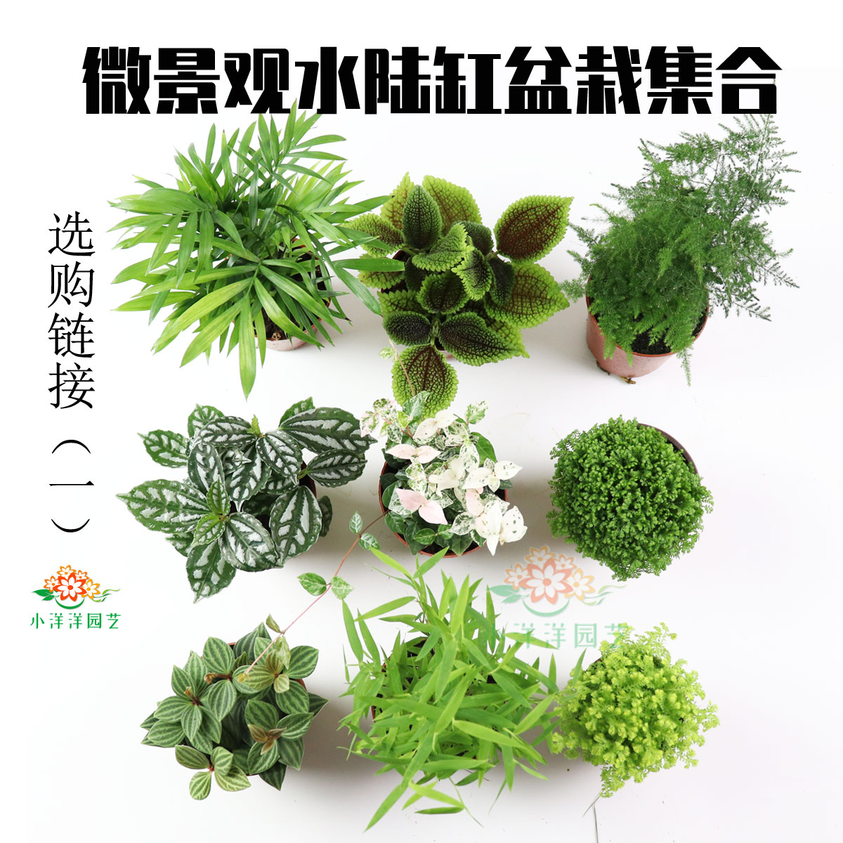 微景观水陆缸蕨类盆栽植物DIY绿地珊瑚蕨文竹狼尾蕨苔藓菖蒲紫檀 鲜花速递/花卉仿真/绿植园艺 绿植 原图主图