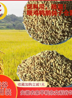 安徽芜湖农家早籼稻子稻谷喂鸡鸭饲料带壳水稻农家自种鸽子喂鸟食