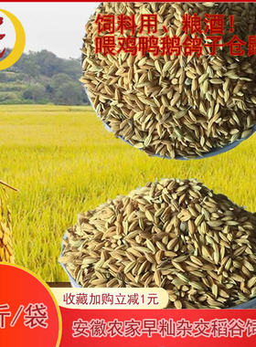 安徽新农家种早籼米稻谷带壳水稻子谷子鸡鸭饲料鸟食50斤25kg包邮