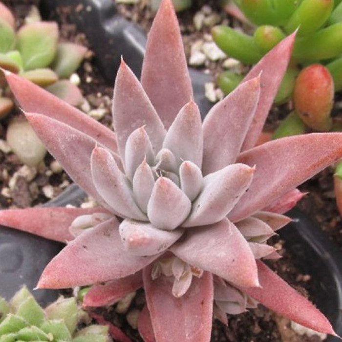 奇奇怪怪惹人爱系列多肉植物