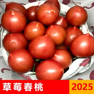 2025【自然熟】【不打激素】春桃西红柿新鲜圣女果水果铁皮小番茄