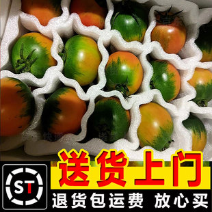 送货上门【自然熟】福建丹东铁皮草莓柿子绿腚西红柿新鲜碱地番茄