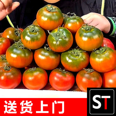 【自然熟】福建丹东碱地草莓柿子新鲜西红柿绿腚铁皮柿子水果番茄