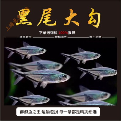 黑尾大勾鱼群游之王鱼