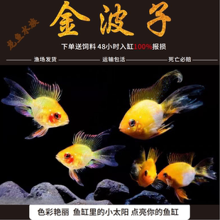 金波子阿凡达凤凰鱼短鲷鱼皮卡丘宝蓝球热带观赏鱼活体小型淡水鱼