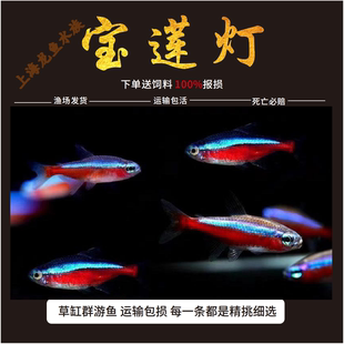 宝莲灯鱼进口巴西宝莲灯红绿灯科鱼观赏鱼群游鱼草缸小鱼生态缸