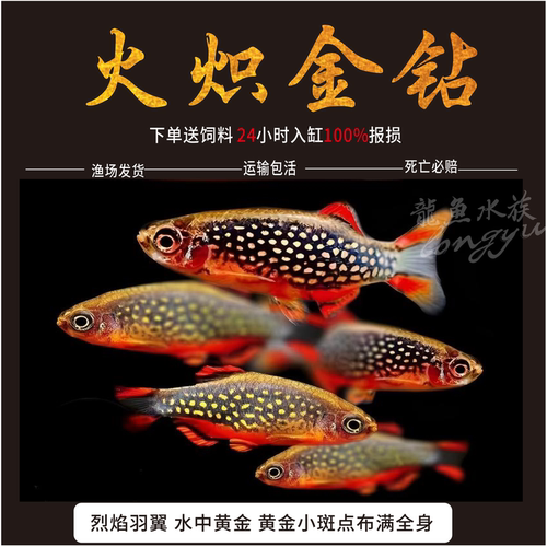 热带火炽金钻小型群游观赏斑活体