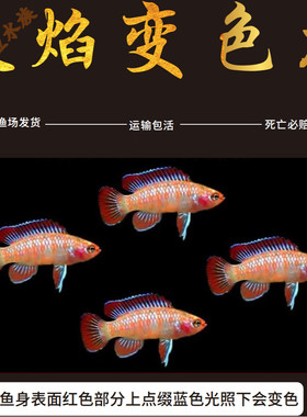 热带鱼火焰变色鱼小型鱼灯科