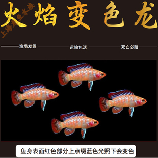 热带鱼火焰变色鱼淡水鱼小型鱼灯科火焰龙鱼好养活体观赏鱼 包邮