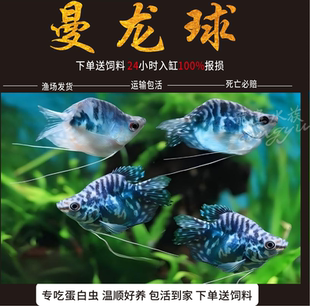 蓝曼龙球鱼黄金马甲球黄曼龙五彩珍珠马甲球鱼草缸小型热带观赏鱼