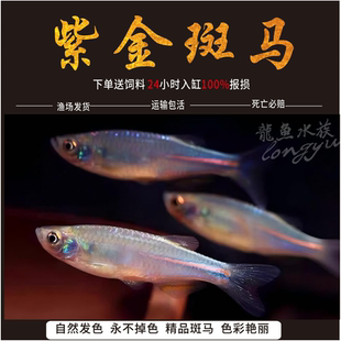 紫金斑马鱼小型观赏鱼原生淡水鱼冷水鱼玫瑰金线半线丹鱼大班马鱼