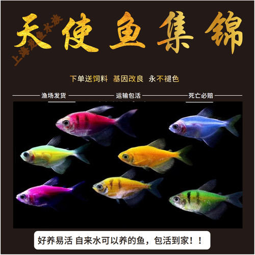 七彩天使鱼观赏鱼彩群鱼
