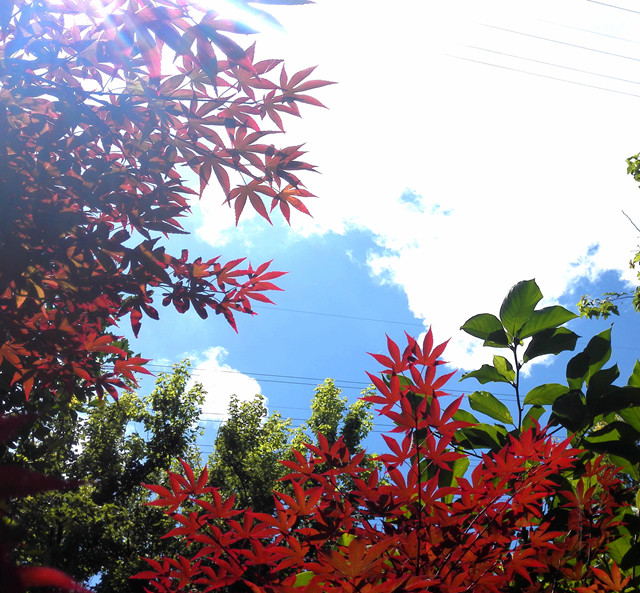 火球Acer palmatum Fireglow长红常红日式庭院盆景槭枫树红枫在类目 鲜花速递/花卉仿真/绿植园艺, 花卉/绿植盆栽（新）, 绿植中 - 来自Buy2taobao.com提供专业的淘宝代购服务
