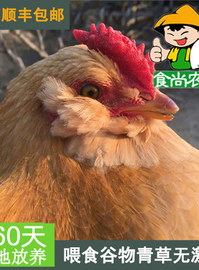 无激素无抗生素散养土鸡食尚农夫