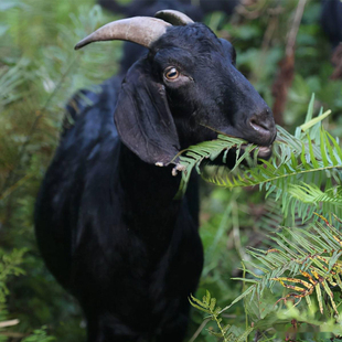 山林放养黑山羊肉 吃草无饲料无激素无抗生素 肉质鲜美