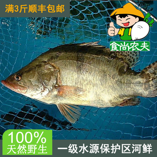 纯天然桂花鱼500克 原生态鲜鱼河鲜配送 广东满3斤顺丰包邮