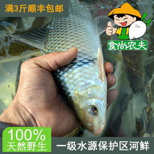 农家纯天然鲮鱼500克 原生态鲜鱼河鲜配送 广东满3斤顺丰包邮