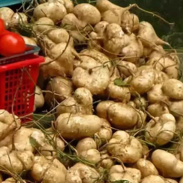 小果农广西新鲜凉薯农家自种白地瓜小番薯沙葛根红豆薯蔬菜5斤整