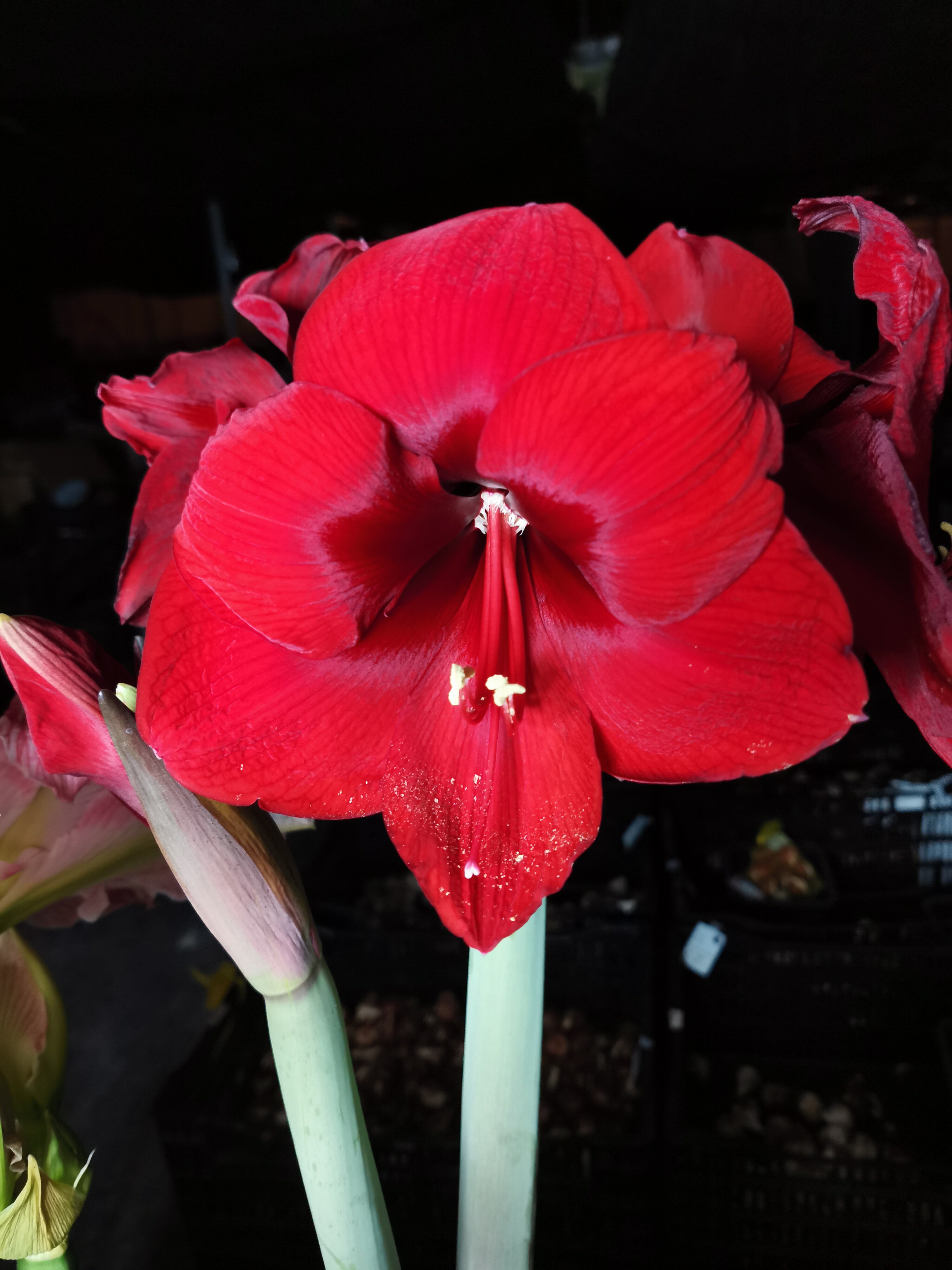 带根带叶带盆种好大花朱顶红 红幻想 进口种球 多年生球根花卉