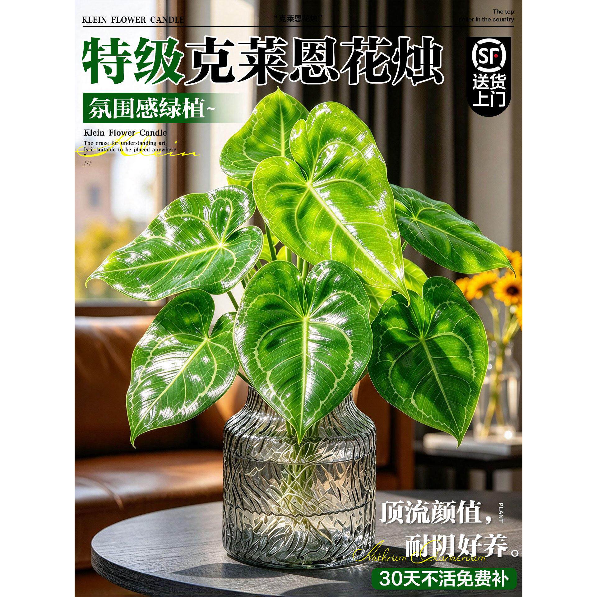 克莱恩水晶花烛水培植物ins热植盆栽铜哥伦比亚心形叶片植物观叶