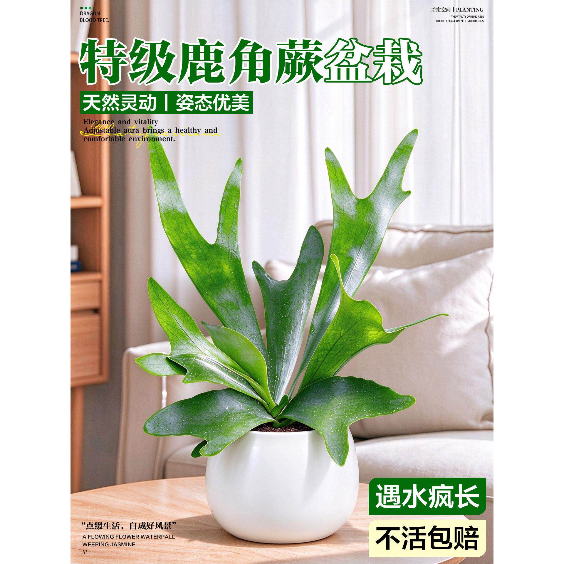 二歧鹿角蕨盆栽挂板室内蕨类植物耐阴好养办公室垂吊悬挂观叶绿植