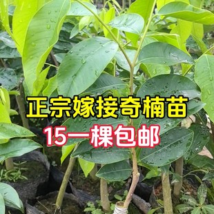 嫁接绿奇楠苗1棵 正宗名贵带土一代油叶子香脉香尖黑奇金沙叶 包邮