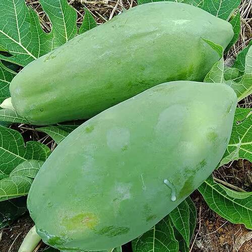 广西青木瓜新鲜包邮  凉拌沙拉腌酸生木瓜蔬菜大木瓜8斤 - 封面