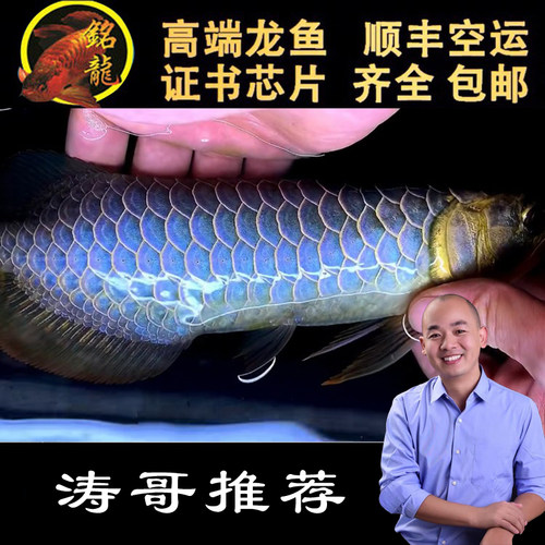 龙鱼过背蓝底金龙红龙鱼观赏鱼苗