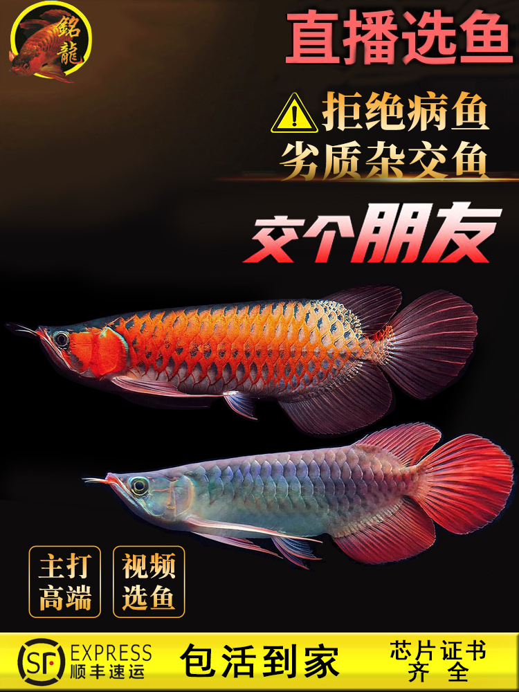 印尼小红龙龙鱼活体幼苗大湖红龙鱼
