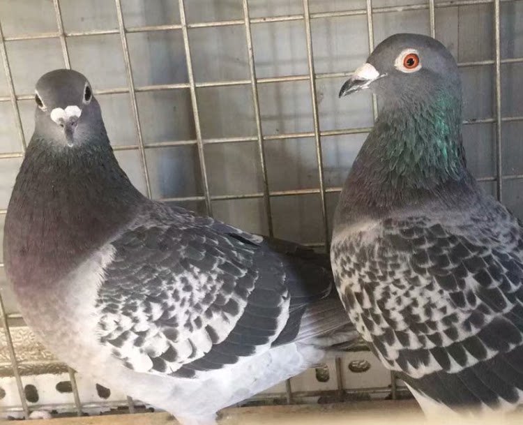 赛鸽信鸽肉鸽台鸽幼鸽雏鸽青年鸽保姆鸽灰色雨点麒麟花红二线红雨