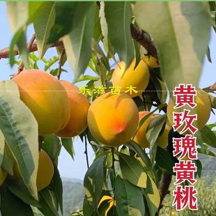 黄玫瑰黄桃金凤中熟黄桃高糖脆甜6月下旬熟湖南果苗基地直销