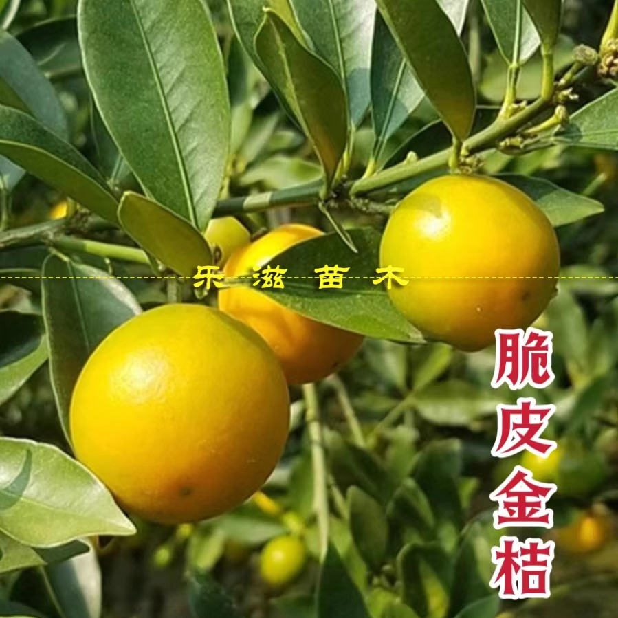 脆皮金桔苗金桔湖南果苗四季有果