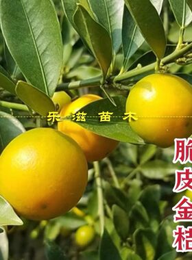脆皮金桔苗金桔湖南果苗四季有果