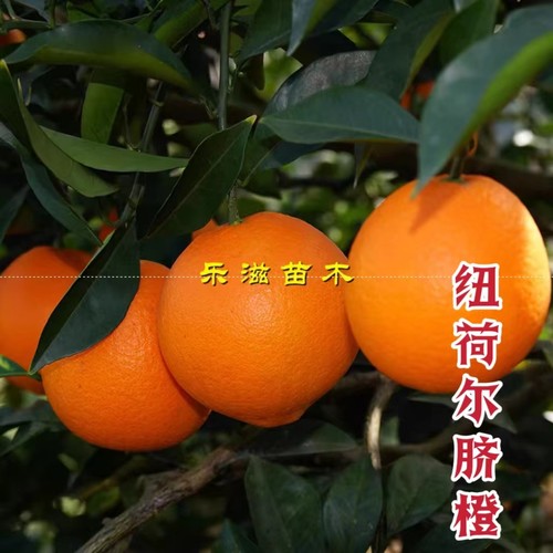 纽荷尔脐橙苗湖南果苗高产