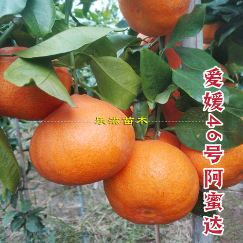 爱媛46号阿蜜达早熟耙耙柑树苗薄皮无籽高糖化渣卡里佐枳橙砧木