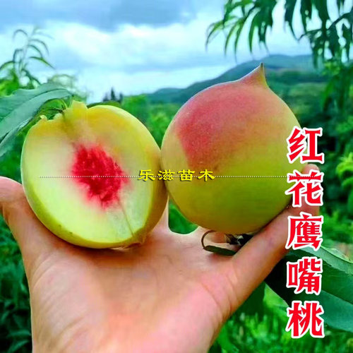 红花鹰嘴桃苗低冷量广东适种7月熟玫红色花可观赏湖南果苗直销