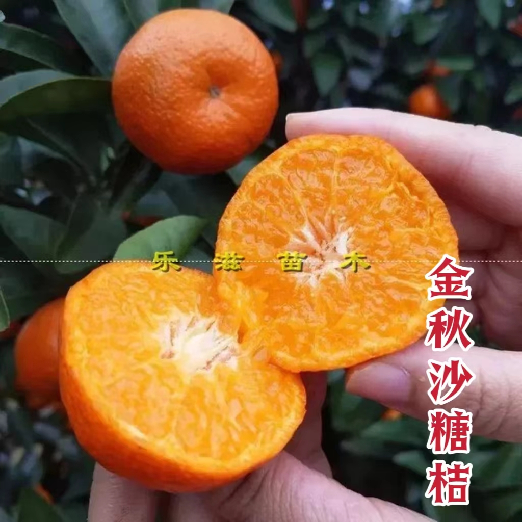 金秋砂糖橘湖南果苗早熟