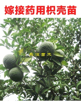 药枳壳苗嫁接药柑枳实苗中药理气宽中行滞消胀湖南果苗基地直销