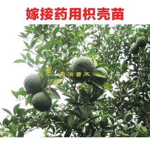 药枳壳苗嫁接药柑枳实苗中药理气宽中行滞消胀湖南果苗基地直销