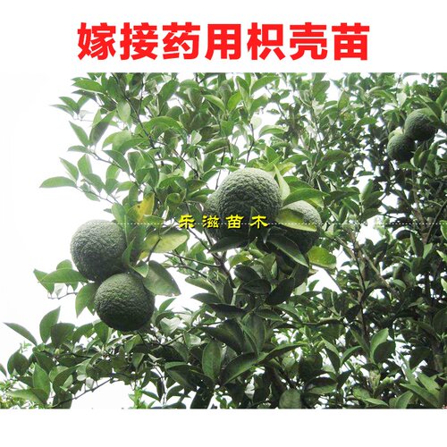 药枳壳苗湖南果苗直销