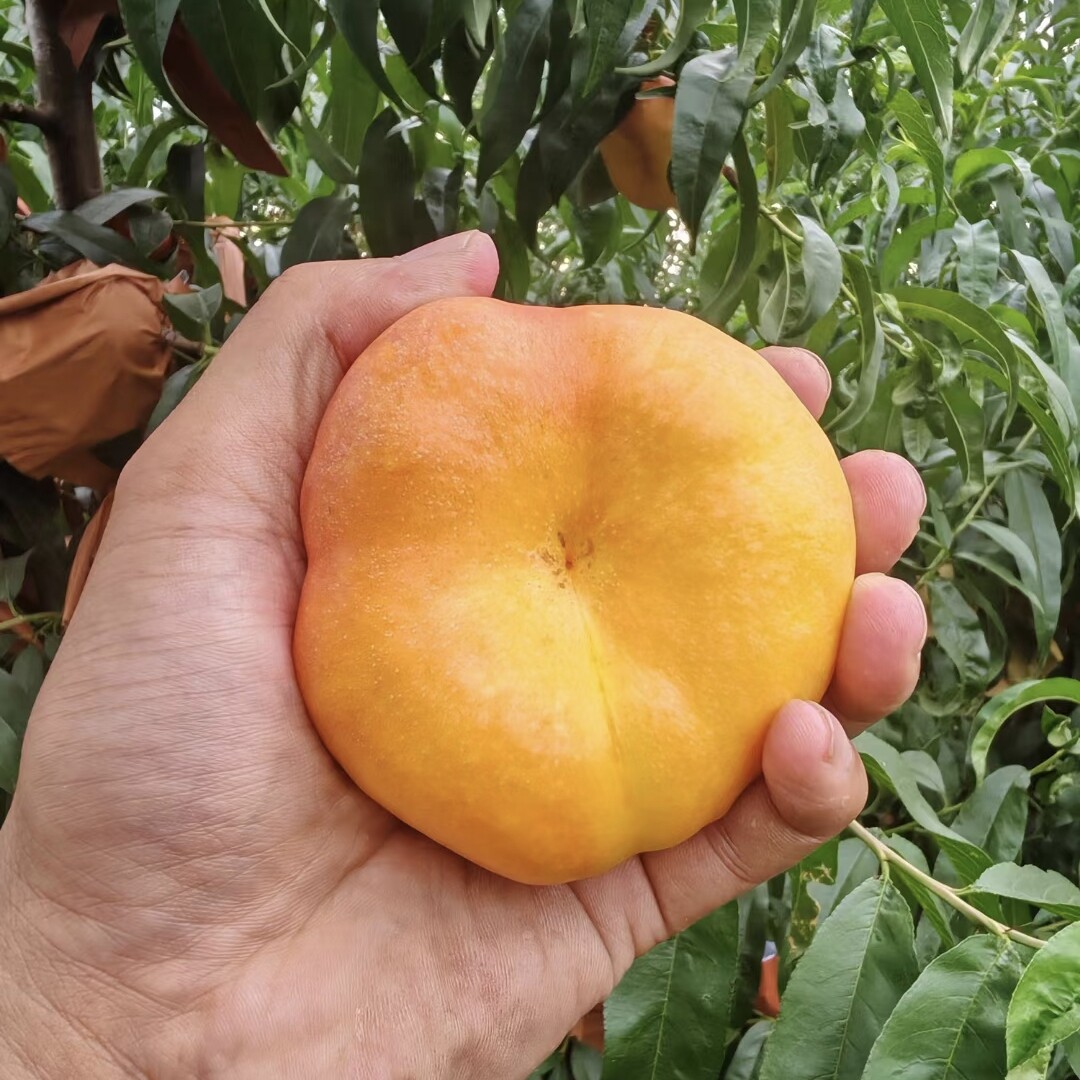 临猗彩虹油蟠桃8斤净重新鲜应季