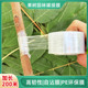 果树嫁接膜花卉园艺嫁接用塑料无菌PE薄膜自粘透明拉伸膜