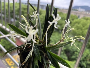 舟山名花风兰国兰园艺花卉盆栽植物观赏花卉收藏级植物